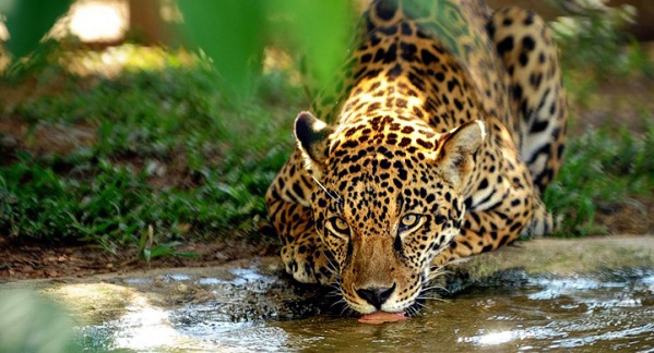 jaguarete-biocentro-iguazu